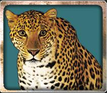 Spotted Leopard